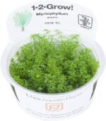 ⁦myriophyllum guyana ميروفليوم جيانا⁩ - الصورة ⁦3⁩