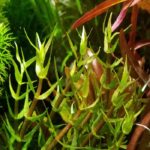 Gratiola viscidula جراتيولا