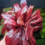 samolus parviflorus سامولوس