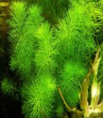 ⁦myriophyllum guyana ميروفليوم جيانا⁩ - الصورة ⁦2⁩