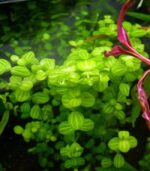 Lindernia rotundifolia variegated ليندرينيا روتندفوليا