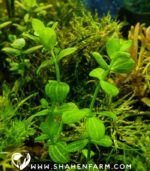 ⁦Lindernia rotundifolia variegated ليندرينيا روتندفوليا⁩ - الصورة ⁦2⁩