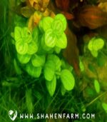 ⁦Lindernia rotundifolia variegated ليندرينيا روتندفوليا⁩ - الصورة ⁦4⁩