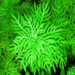 Hottonia palustris (violetta d'acqua) هوتونيا بالوستر