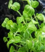 ⁦Lindernia rotundifolia variegated ليندرينيا روتندفوليا⁩ - الصورة ⁦5⁩