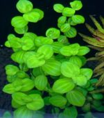 ⁦Lindernia rotundifolia variegated ليندرينيا روتندفوليا⁩ - الصورة ⁦3⁩