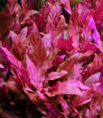 Alternanthera reineckii 'Rosanervig'النتيرا روزنفيرج - الصورة 3