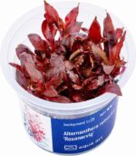 Alternanthera reineckii 'Rosanervig'النتيرا روزنفيرج - الصورة 6