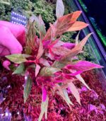 Alternanthera reineckii 'Rosanervig'النتيرا روزنفيرج - الصورة 2