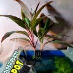 Holder plant pot حامل نباتات زينة