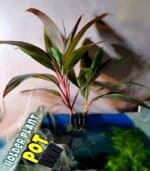 Holder plant pot حامل نباتات زينة