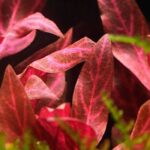Alternanthera reineckii 'Rosanervig'النتيرا روزنفيرج
