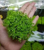 monte carlo مونت كارلو - الصورة 2