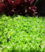 monte carlo مونت كارلو - الصورة 3