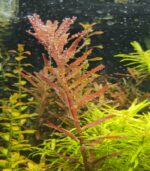 ⁦Rotala Singapore Blood Red روتالا سنجابور بلد ريد⁩ - الصورة ⁦4⁩