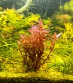 Rotala Singapore Blood Red روتالا سنجابور بلد ريد