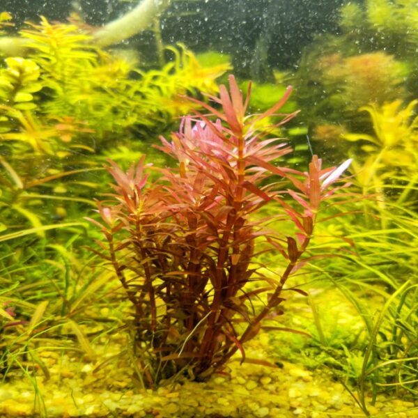 Rotala Singapore Blood Red روتالا سنجابور بلد ريد