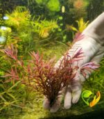 ⁦Rotala Singapore Blood Red روتالا سنجابور بلد ريد⁩ - الصورة ⁦3⁩