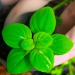 Limnophila rugosa ليمنوفيلا روجوسا