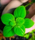 Limnophila rugosa ليمنوفيلا روجوسا