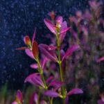 Rotala ramosior Purple روتالا راموسيور