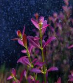 Rotala ramosior Purple روتالا راموسيور