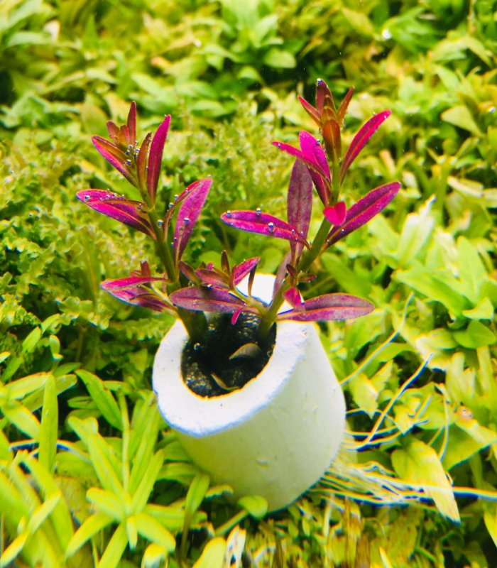 4568 Rotala ramosior Purple روتالا راموسيور - الصورة 4