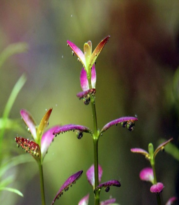 ad6239719f841fdbba2ad166b0fe104a Rotala ramosior Purple روتالا راموسيور - الصورة 2