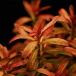 Rotala ramosior Sunset روتالا رومينسور صن سيت