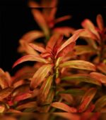 Rotala ramosior Sunset روتالا رومينسور صن سيت